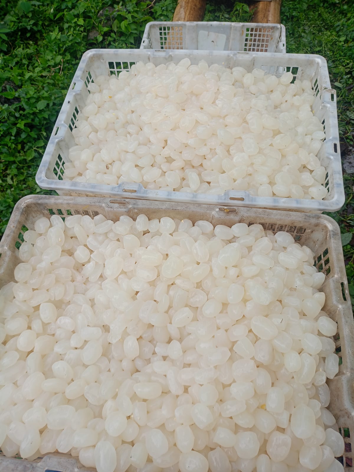Sugar Palm Fruit